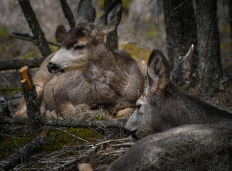 Obraz premium Two white-tailed deer (Odocoileus virginianus) in spring time, Canada