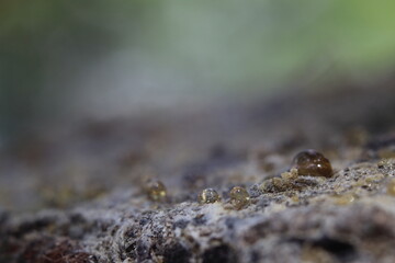 yellow tree syrup on a tree branch macro