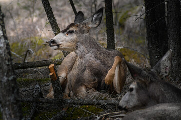 Two white-tailed deer (Odocoileus virginianus) in spring time, Canada