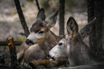 Two white-tailed deer (Odocoileus virginianus) in spring time, Canada