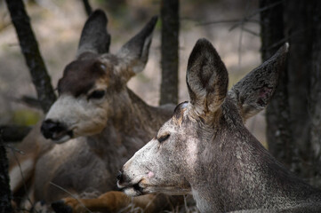 Two white-tailed deer (Odocoileus virginianus) in spring time, Canada