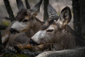 Naklejka na ściany i meble Two white-tailed deer (Odocoileus virginianus) in spring time, Canada