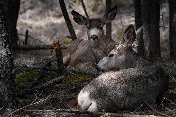 Two white-tailed deer (Odocoileus virginianus) in spring time, Canada