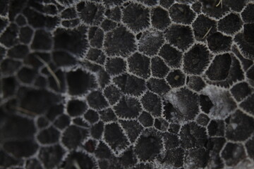 honeycomb shaped pattern in the rock