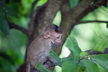 可愛いサル