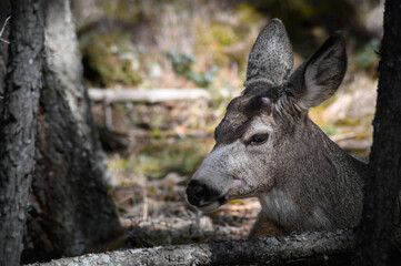 Fototapeta na wymiar White-tailed deer (Odocoileus virginianus) in spring time, Canada