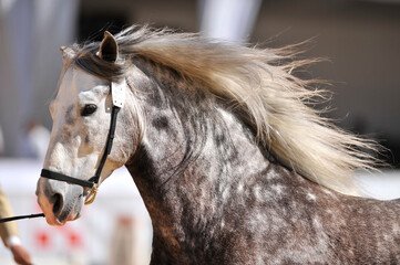 A white and brown hore runing