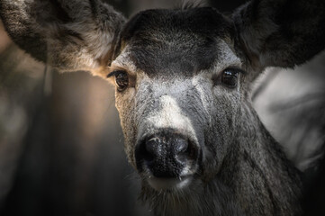 Fototapeta premium White-tailed deer (Odocoileus virginianus) portrait in spring time, Canada