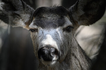 White-tailed deer (Odocoileus virginianus) portrait in spring time, Canada