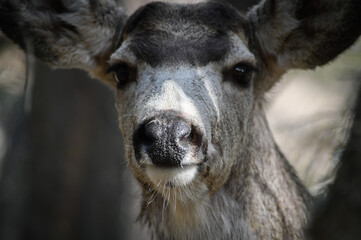 White-tailed deer (Odocoileus virginianus) portrait in spring time, Canada