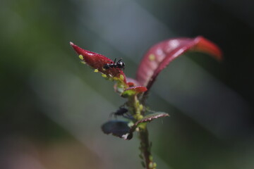 Fototapeta na wymiar ants sheperding the aphids on a red leaf