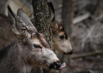 Two white-tailed deer (Odocoileus virginianus) in spring time, Canada