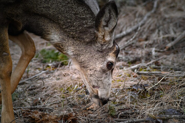 White-tailed deer (Odocoileus virginianus) in spring time, Canada