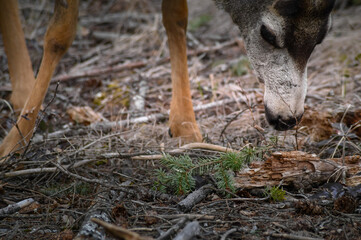 White-tailed deer (Odocoileus virginianus) in spring time, Canada