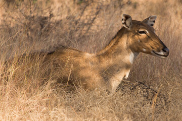 Naklejka premium India