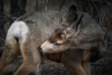 White-tailed deer (Odocoileus virginianus) in spring time, Canada