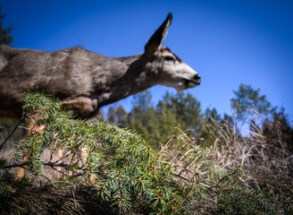 White-tailed deer (Odocoileus virginianus) in spring time, Canada