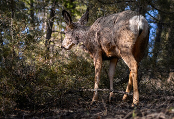 White-tailed deer (Odocoileus virginianus) in spring time, Canada