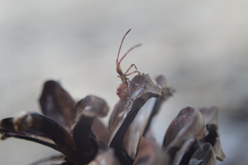 Assassin bug looking up on top of cone pine