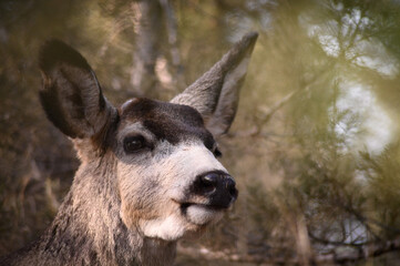 White-tailed deer (Odocoileus virginianus) in spring time, Canada