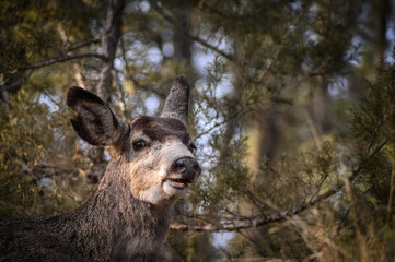 White-tailed deer (Odocoileus virginianus) in spring time, Canada