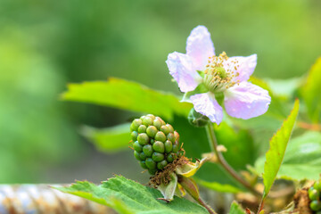 Garden blackberry blossoms: delicate flower petals and unripe green berries.