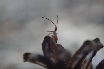 Assassin bug looking up on top of cone pine
