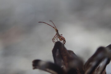 Assassin bug looking up on top of cone pine