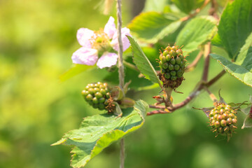 Garden blackberry blossoms: delicate flower petals and unripe green berries.