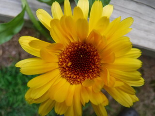 yellow sunflower in the garden