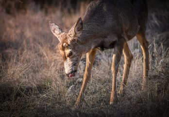 White-tailed deer (Odocoileus virginianus) in spring time, Canada