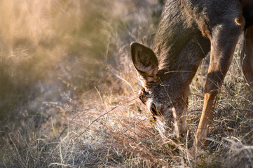 White-tailed deer (Odocoileus virginianus) in spring time, Canada
