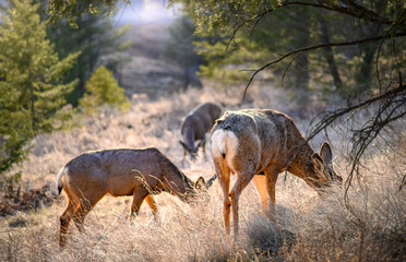 White-tailed deer (Odocoileus virginianus) in spring time, Canada