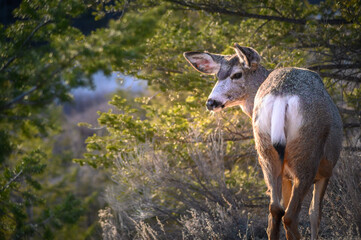 Fototapeta premium White-tailed deer (Odocoileus virginianus) in spring time, Canada