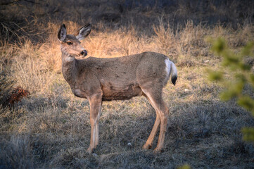 White-tailed deer (Odocoileus virginianus) in spring time, Canada