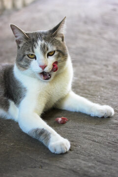 A satisfied cA satisfied cat and a piece of fresh red meat: a treat for the pet.at and a piece of fresh red meat: a treat for the pet. High quality photo