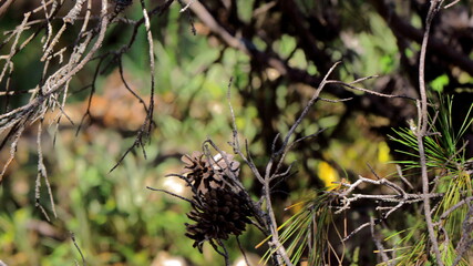 bosque natural2