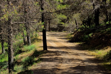 Hermoso camino