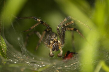 big ugly spider