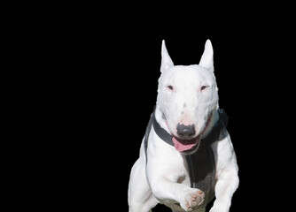 White Miniature Bull Terrier, black background