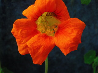 Obraz premium red poppy flower
