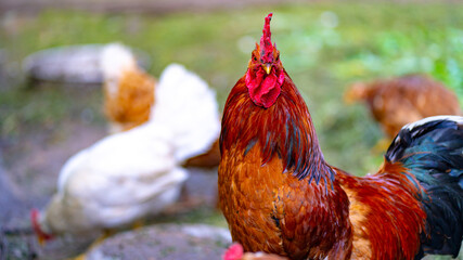 Close up of adult rooster walking in paddock outdoor.