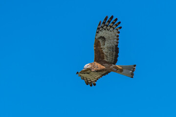 Square-tailed Kite flying in the blue sky