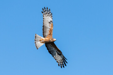 Square-tailed Kite flying in the blue sky