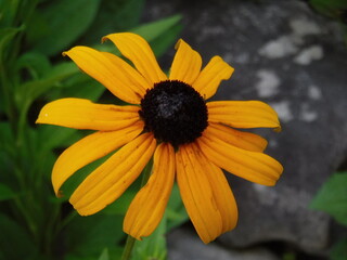 yellow flower in the garden