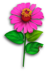 a magenta zinnia flower with some leaves in detailed realistic vector art