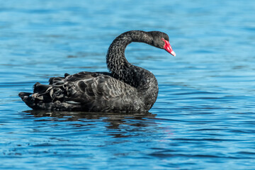 Naklejka premium Black Swan on the lake