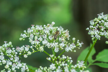 bee collects pollen or nectar from white inflorescence of valerian in summer in forest. medicinal plant used for production of medicines, sedatives, sedatives