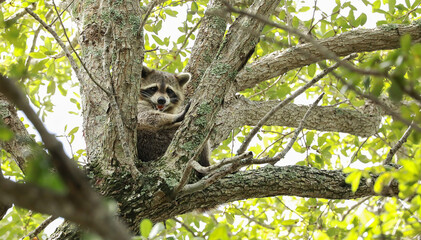 Large raccoon tucks himself into the crutch of a huge oak tree and proceeds to clean his fur before taking a nap.