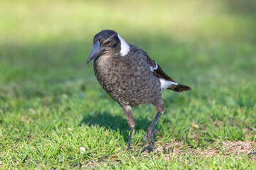 Juvenile Australian Magpie on the hunt in the grass